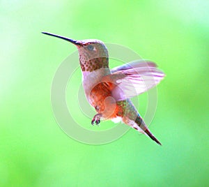 Female rufus hummingbird in flight