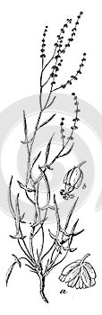 Female Rumex vintage illustration