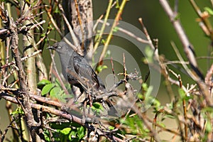 Female Rusty Blackbird