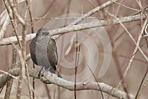 Female Rusty Blackbird, Euphagus carolinus, perched