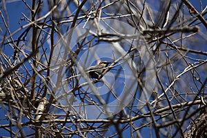 Female Rusty Blackbird