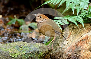 Female rusty-naped pitta