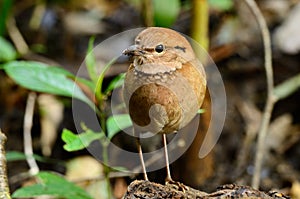 Female rusty-naped pitta