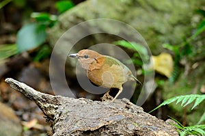 Female rusty-naped pitta