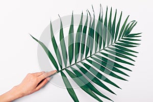 Female's hand holding lush green palm leaf