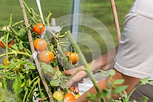 Female`s hands harvesting fresh  tomatoes in the garden in a sunny day. Farmer picking organic tomatoes. Vegetable Growing concep