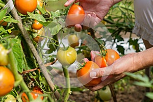 Female`s hands harvesting fresh  tomatoes in the garden in a sunny day. Farmer picking organic tomatoes. Vegetable Growing concep