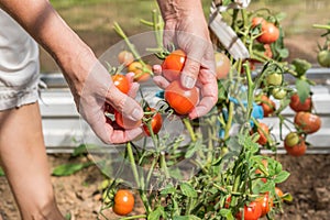 Female`s hands harvesting fresh  tomatoes in the garden in a sunny day. Farmer picking organic tomatoes. Vegetable Growing concep