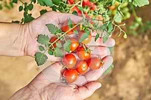 Females hands harvesting fresh tomatoes in the garden in a sunny day. Farmer picking organic tomatoes. Vegetable Growing concept