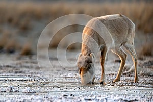 Female saiga antelope or Saiga tatarica walks in steppe near waterhole in winter