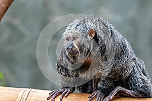 Female Saki Monkey at Furuvik Zoo