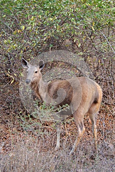 Female Sambar Cervus unicolor photo