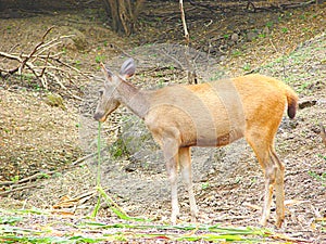 A Female Sambar Deer eating Grass