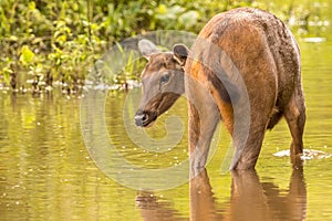 Female sambar deer at kabini forest area