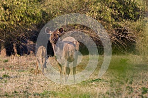 A female sambar deer munching on grass in forest of India