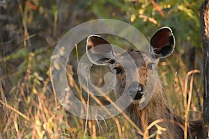 Female Sambar deer portrait