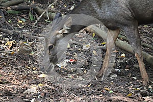 Female sambar deer search for food