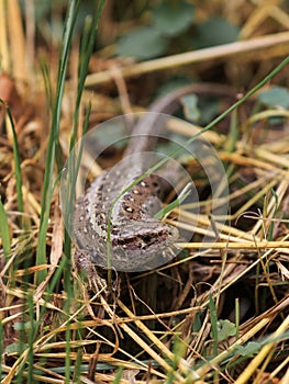 Female Sand Lizard