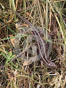 Female Sand Lizard