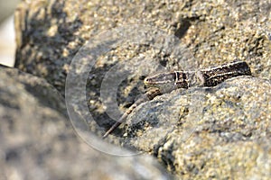 Female sand lizard