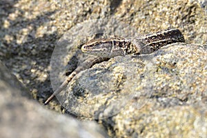 Female sand lizard