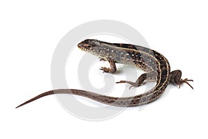 Female of sand lizard Lacerta agilis isolated on white