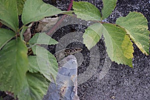 Female Sand lizard