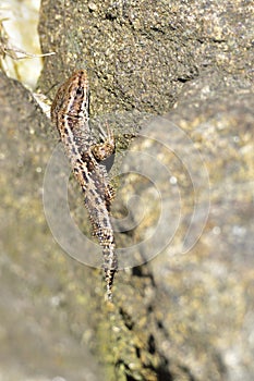 Female sand lizard