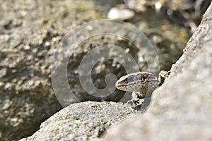 Female Sand lizard