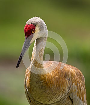 Female sandhill crane