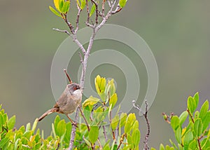 Female Sardinian warbler perched on a branch