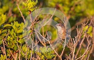 Female Sardinian Warbler on Shrubbery