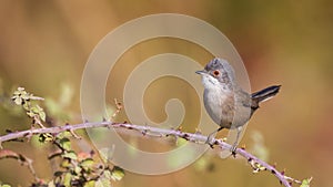 Female Sardinian Warbler