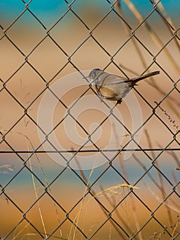 Female Sardinian Warbler on the wire