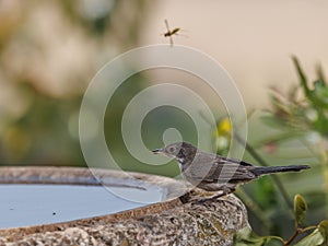 Curruca cabecinegra hembra  160722-2520 photo