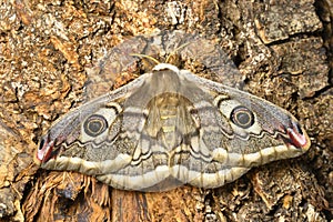 Female of Saturnia pavonia, the small emperor moth, camouflage on tree trunk photo