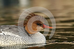 A female Scaly-sided Merganser, Mergus squamatus, swimming on a pond at Arundel wetland wildlife reserve.