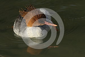 A female Scaly-sided Merganser, Mergus squamatus, swimming on a pond at Arundel wetland wildlife reserve.