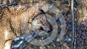 Female Scandinavian gray wolf in winter coat