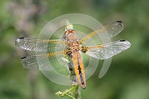 Female scarce chaser dragonfly