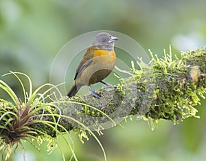 Female Scarlet-rumped Tanager (Ramphocelus passerinii)