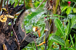 Female Scarlet-rumped Tanager, Ramphocelus passerinii tropical bird