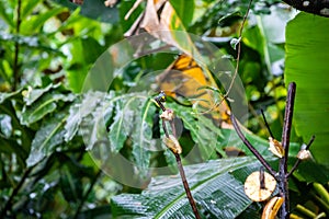 Female Scarlet-rumped Tanager, Ramphocelus passerinii tropical bird