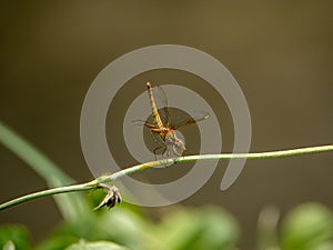 Female scarlet skimmer on a vine 1
