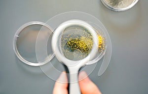 Female scientist hand holding magnifying glass to analyze golden glitter sample on petri dish in lab