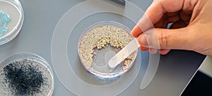 Female scientist hands taking sample of small plastic particles from glitter on petri dish in lab