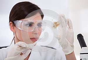 Female Scientist Looking At Petridish