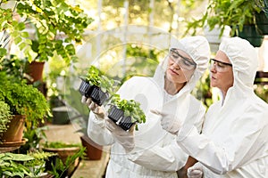 Female scientists in clean suit examining saplings