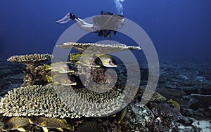 Female scuba diver exploring the reef with plate coral