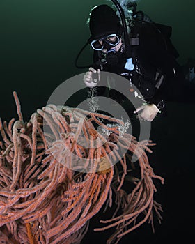 A female scuba diver looking at a Basket Star